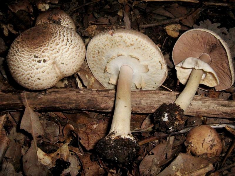 Agaricus phaeolepidotus s.l. - fotog.il 10.12.2010.